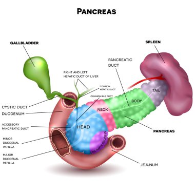 Pancreas and surrounding organs clipart
