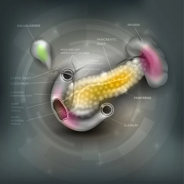 Alvleesklier en omliggende organen — Stockvector