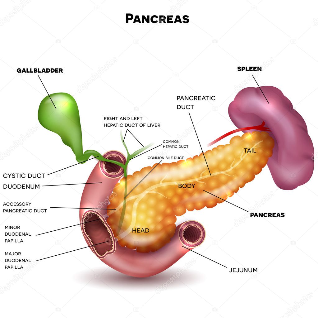 Pancreas and surrounding organs