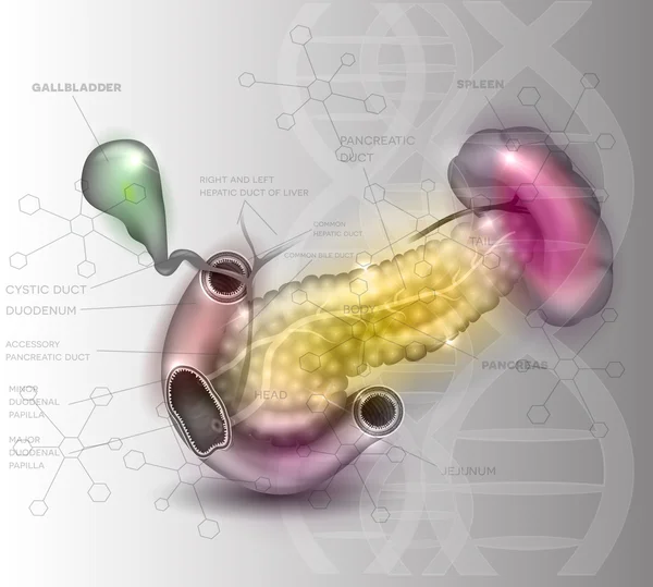 Ілюстрація анатомії підшлункової залози на абстрактному науковому фоні — стоковий вектор