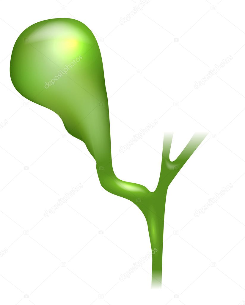 Gallbladder anatomy bright detailed illustration