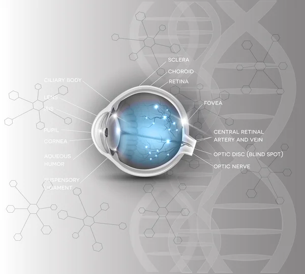 正常的眼睛解剖科学 Dna 背景 — 图库矢量图片