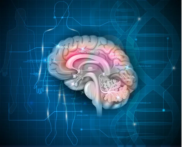 Menschliche Hirnforschung abstrakter wissenschaftlicher Hintergrund mit dna cha — Stockvektor