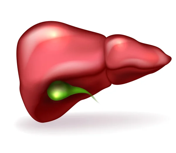 Ilustração detalhada da anatomia do fígado e da vesícula biliar no bac branco — Vetor de Stock