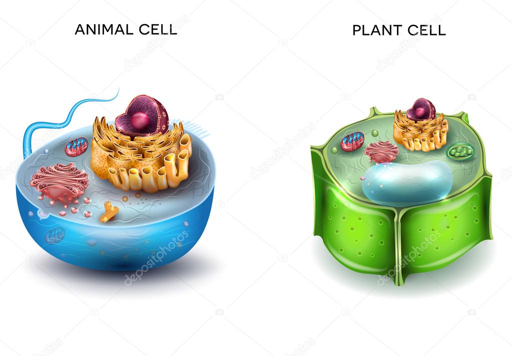 Animal Cell and Plant Cell structure, cross section detailed col