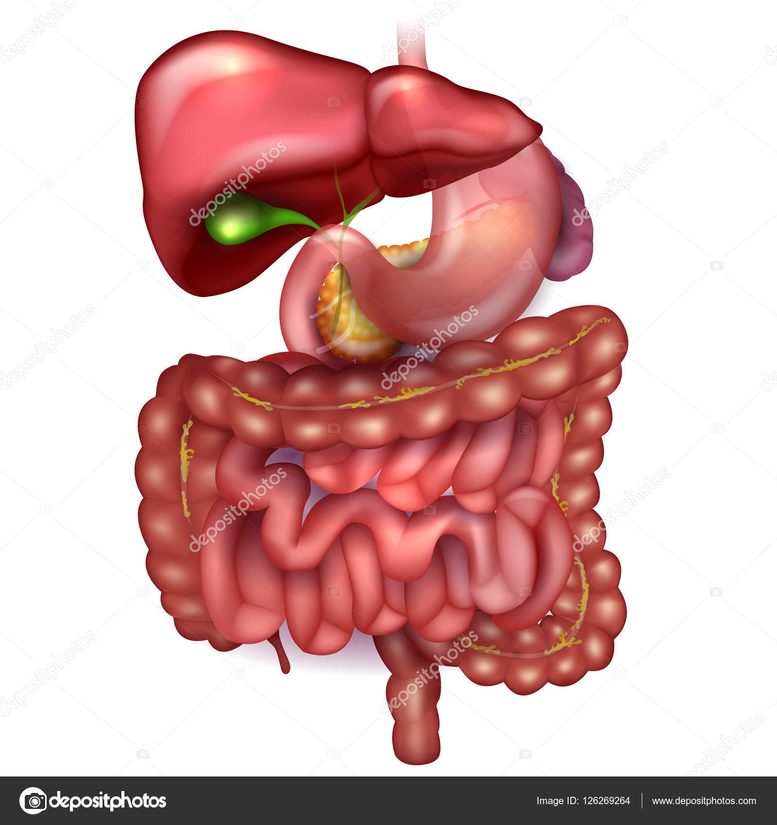 Gastrointestinal tract, liver, stomach and other surrounding org Stock Vector Image by ©megija #126269264 Gastrointestinal tract, liver, stomach and other surrounding org Stock Vector Image by ©megija #126269264