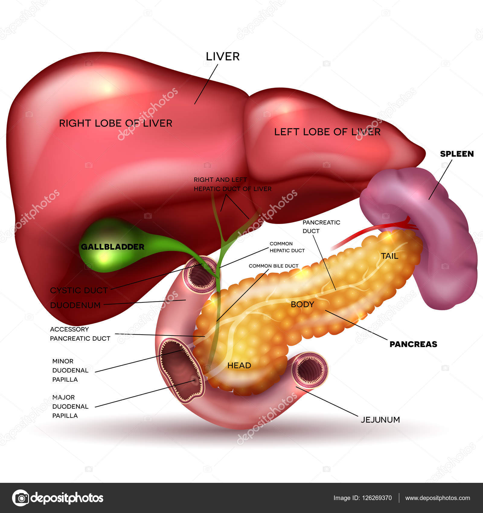 Human Pancreas One Line Art. Continuous Line Drawing Of Human, Internal,  Organs, Pancreas, Gastrointestinal Tract, Duodenum, Gallbladder. Royalty  Free SVG, Cliparts, Vectors, And Stock Illustration. Image 171866390.