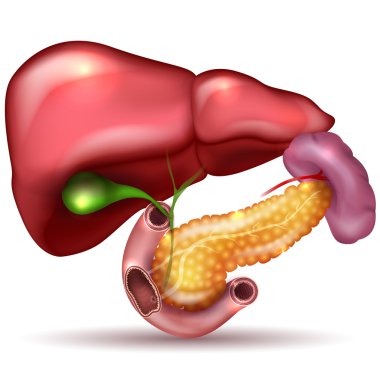 Liver, pancreas, gallbladder and spleen detailed drawing on a wh clipart