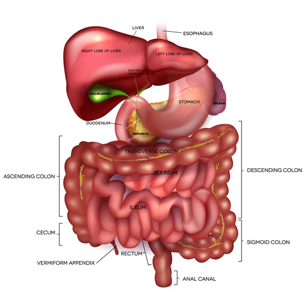 Trato gastrointestinal, fígado, estômago e outros órgãos circundantes — Vetor de Stock