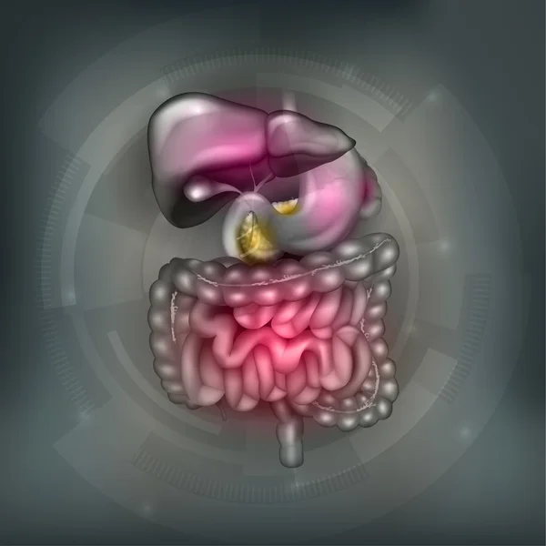 Trato gastrointestinal, fígado, estômago e outros órgãos circundantes — Vetor de Stock