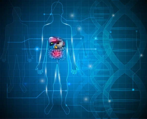 Magen-Darm-Trakt, Leber, Magen und andere umgebende Organe — Stockvektor