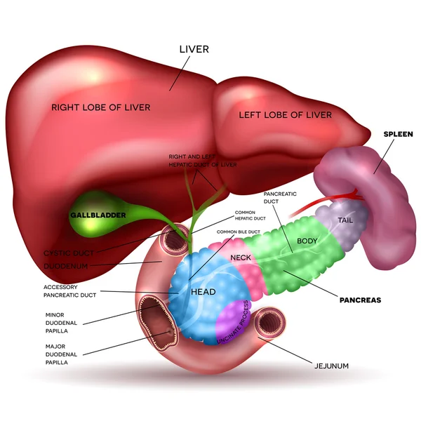 Hígado, páncreas, vesícula biliar y bazo dibujo detallado en un wh — Vector de stock