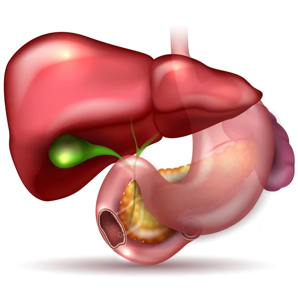 Hígado, estómago, páncreas, vesícula biliar y bazo anatomía detallada — Vector de stock