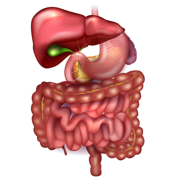 胃肠道、 肝、 胃和其他周围的组织结构图 — 图库矢量图片