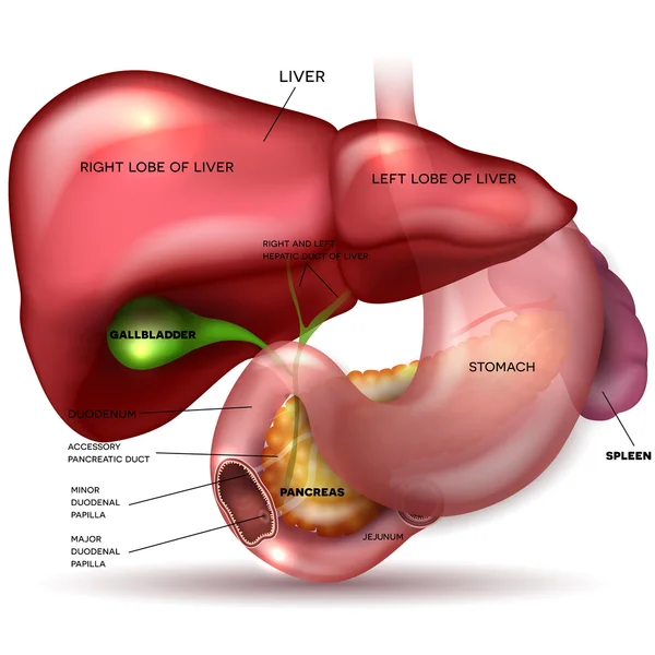 Hígado, estómago, páncreas, vesícula biliar y bazo anatomía detallada — Vector de stock
