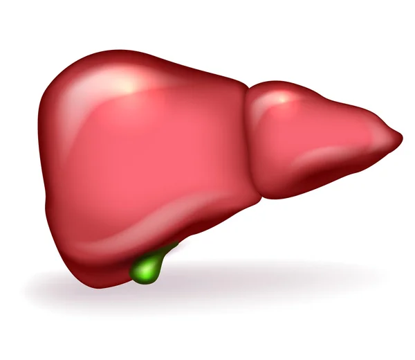 Illustrazione anatomica dettagliata di fegato e cistifellea su bac bianco — Vettoriale Stock