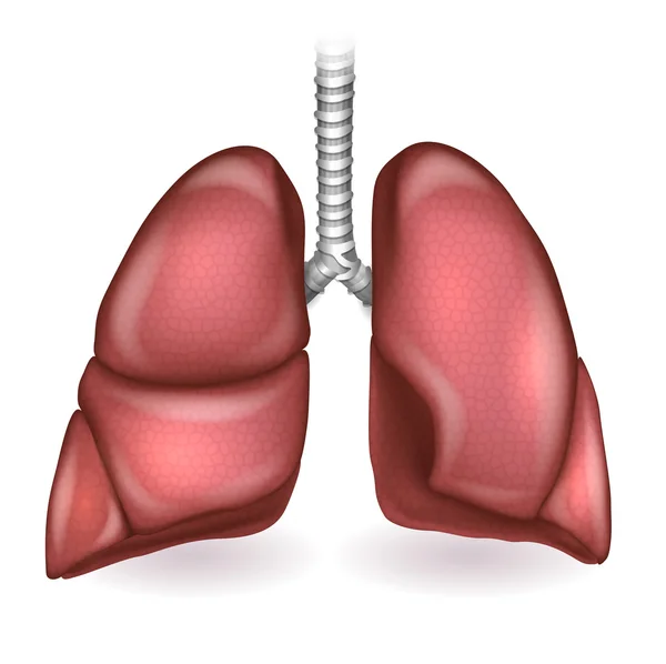 Pulmones ilustración detallada anatomía sobre un fondo blanco — Vector de stock