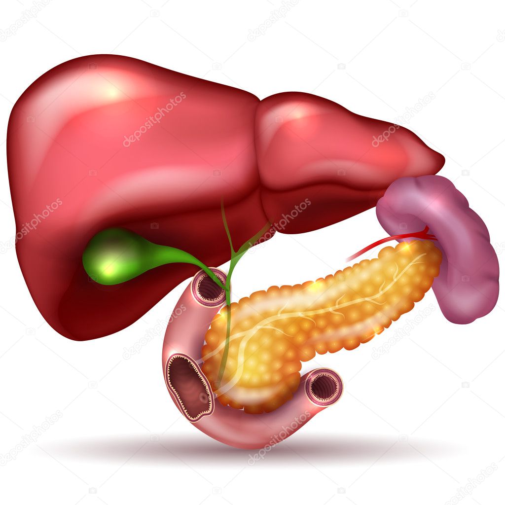 Liver, pancreas, gallbladder and spleen detailed drawing on a wh