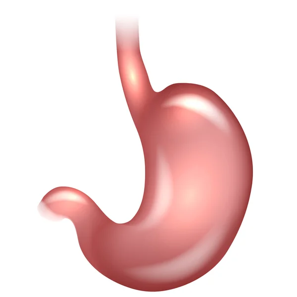 Anatomia do estômago desenho colorido sobre um fundo branco — Vetor de Stock