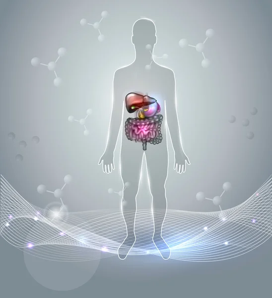 Trato gastrointestinal, silhueta humana abstrato bac científico — Vetor de Stock