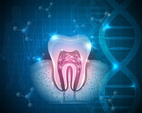 Dente saudável com raízes científicas — Vetor de Stock