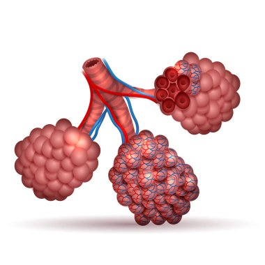 Alveoller anatomi - küçük hava alanlarda akciğerlerde 