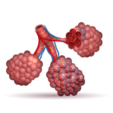 Alveoli anatomy- tiny air spaces in the lungs  clipart