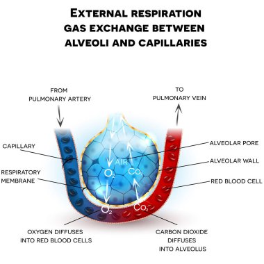 Alveoli anatomy, respiration clipart
