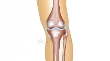 Osteoartrit oluşumu normal diz eklem anatomi kadar gelen hasar 