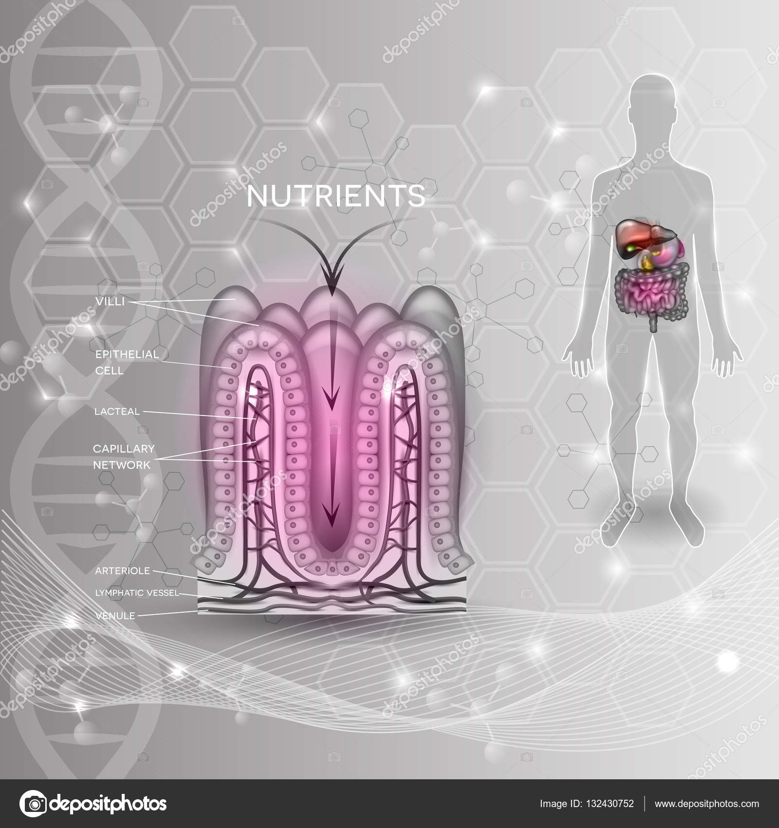 Intestinal lining anatomy and absorption of nutrients — Stock Vector