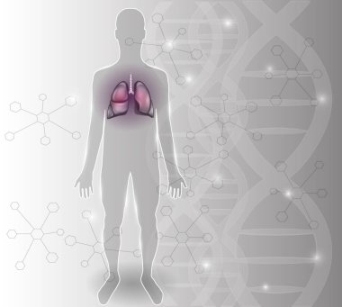 İnsan silueti ve akciğerler, anatomi solunum organları Detaylı 