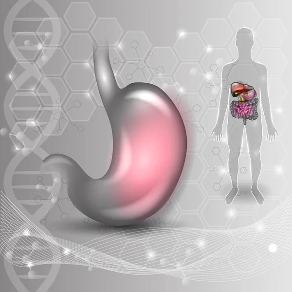 Anatomía estomacal dibujo colorido — Vector de stock