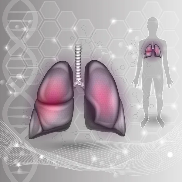 Lungs, respiratory organs detailed anatomy illustration — Stock Vector