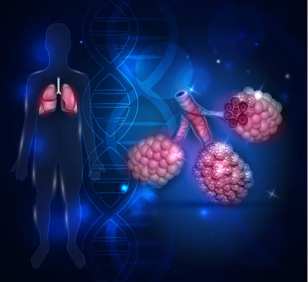 Anatomie der Lungenbläschen, Atmung — Stockvektor