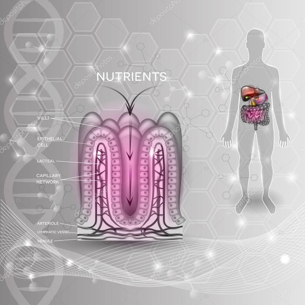 Intestinal Lining Anatomy And Absorption Of Nutrients Stock Vector intestinal-lining-anatomy-and-absorption-of-nutrients-stock-vector