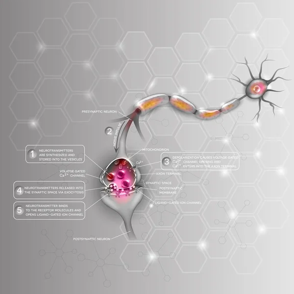 Synapse detaillierte Anatomie, schöne farbenfrohe Illustration — Stockvektor