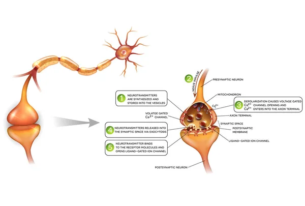 Neuronen en close-up van SYNAPS gedetailleerde anatomie — Stockvector