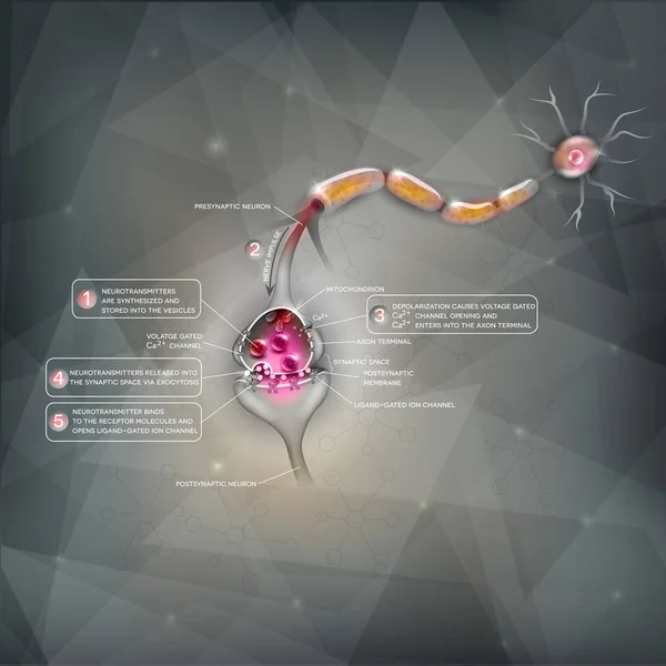 Synapse detailní anatomie — Stockový vektor