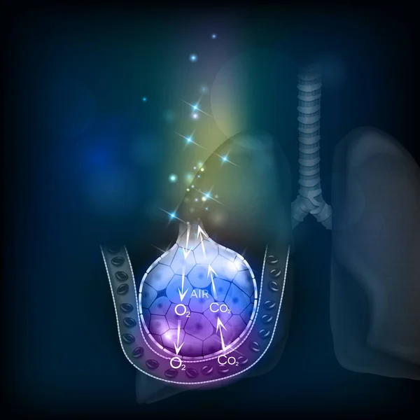 Альвеоли частина дихальної системи. Силует легенів в той — стоковий вектор