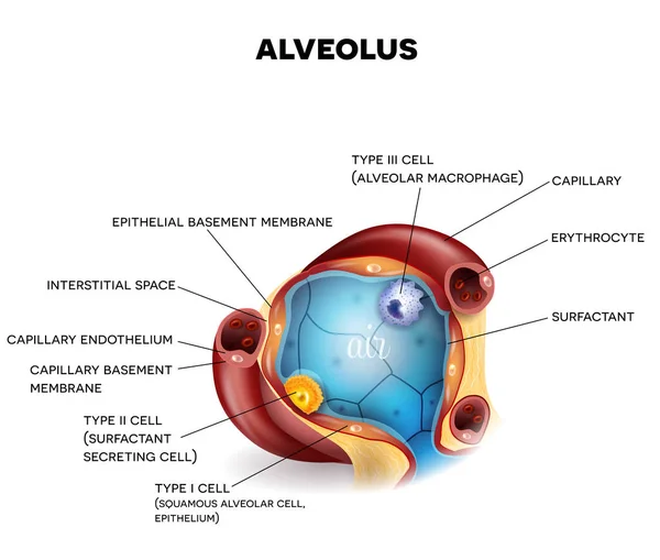 Anatomía de primer plano de Alveolus — Archivo Imágenes Vectoriales