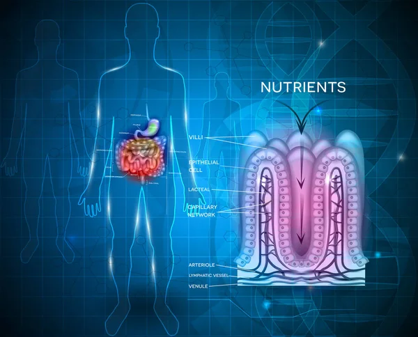 Anatomia do revestimento intestinal e absorção de nutrientes —  Vetores de Stock