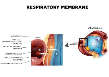 Alveolus and Respiratory membrane detailed anatomy clipart