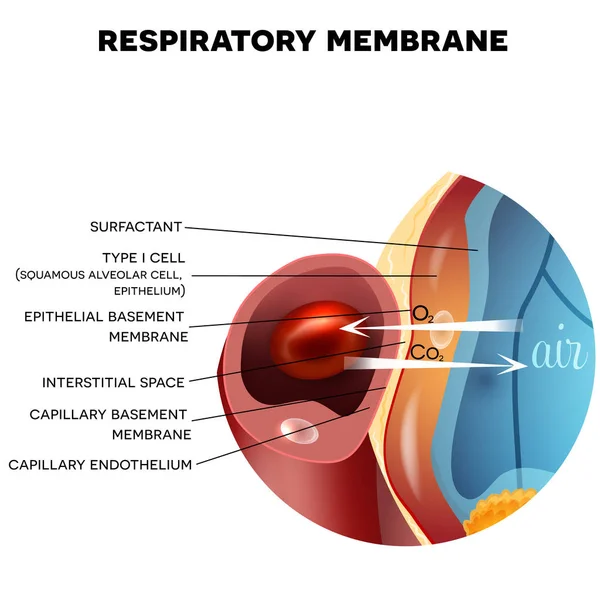 Respiratory membrane of alveolus — Stock Vector