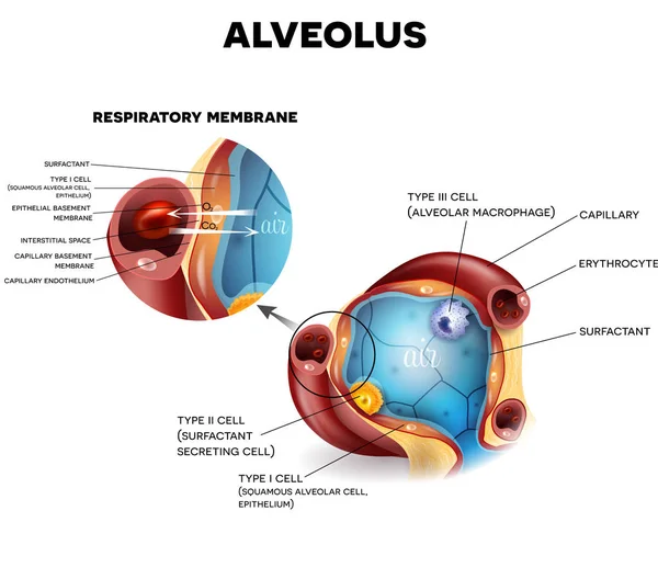 Alveoly anatomie, dýchání — Stockový vektor