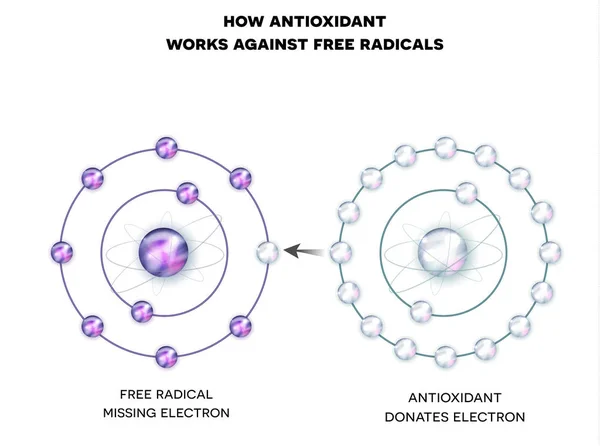 Nasıl serbest radikallere karşı antioksidan çalışır — Stok Vektör