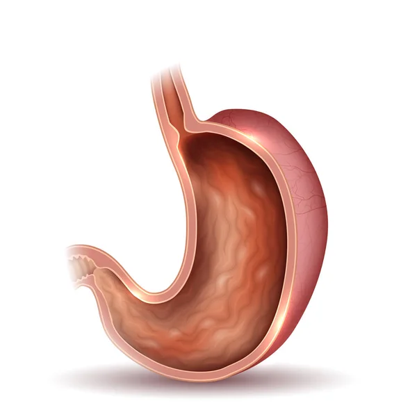 Stomaco sezione trasversale anatomia bel disegno colorato — Vettoriale Stock