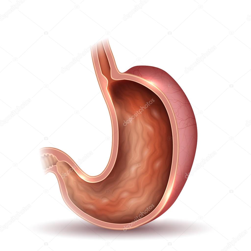 Cross-Section of Stomach Anatomy