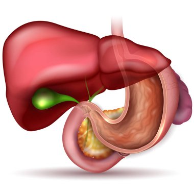 Stomach cross section anatomy and surrounding organs clipart