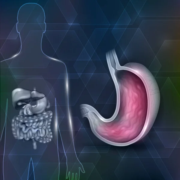 胃交叉部分解剖和器官周围 — 图库矢量图片