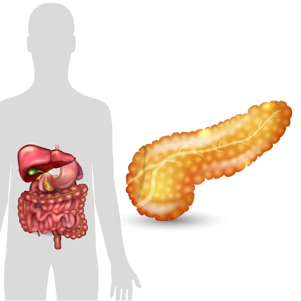 Anatomia do pâncreas e silhueta humana com órgãos internos — Vetor de Stock